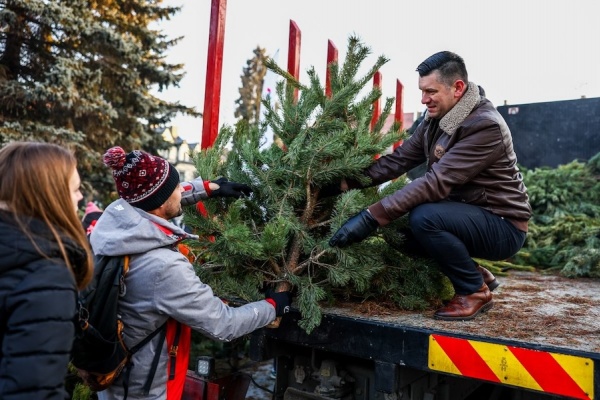 marszałek smółka rozdaje sosny